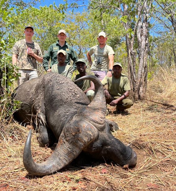 Cape Buffalo Zimbabwe