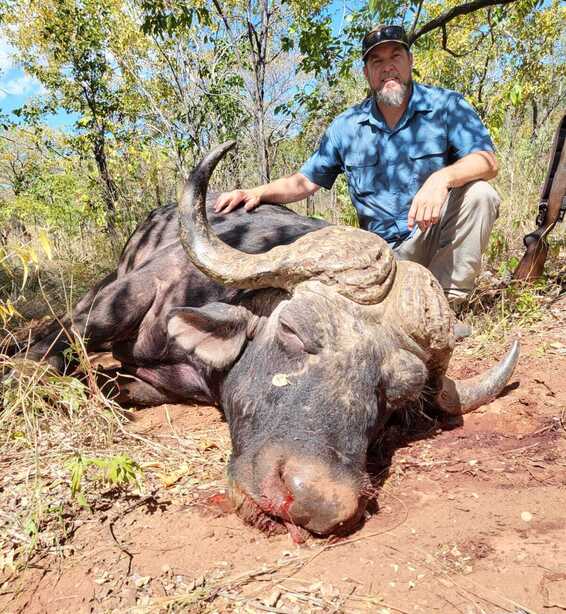 Cape Buffalo South Africa
